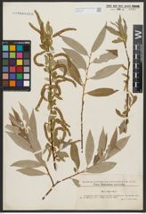 Foto von Salix alba L.